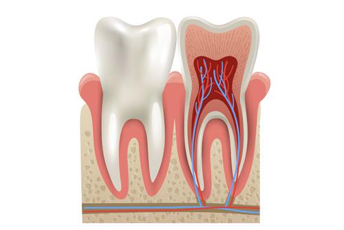 Endodoncia